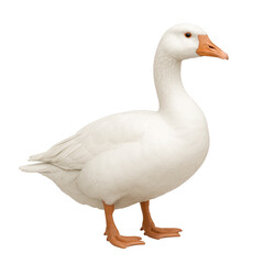 goose isolated on white