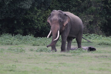 Sri Lankan Elephants and Tuskers in Kadulla National Park, Sri Lanka 