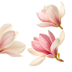 Magnolia Petals Splash with Soft Pink and Creamy Tones, Creating a Delicate and Elegant Floral Effect