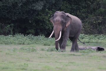 Sri Lankan Elephants and Tuskers in Kadulla National Park, Sri Lanka 
