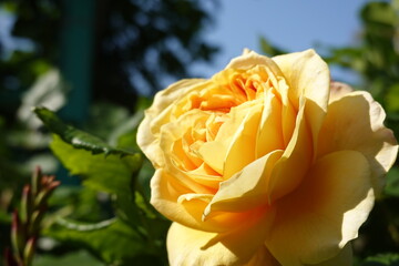 青空と黄色い薔薇