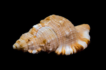 Hairy Triton Shell, Isolated on Black Background