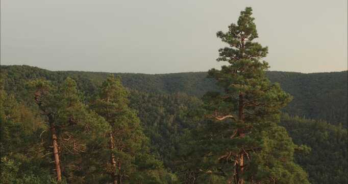 Majestic pine trees dominating mountain forest landscape