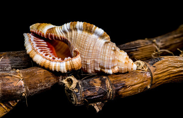 Hairy Triton Shell on Rustic Branches, Coastal Still Life