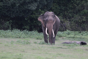 Sri Lankan Elephants and Tuskers in Kadulla National Park, Sri Lanka 