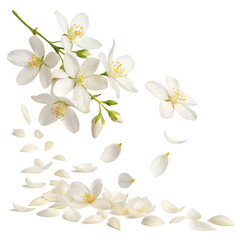 Fototapeta premium Splash of White Jasmine Petals Scattered Softly in the Air, Creating a Dreamy and Serene Floral Scene