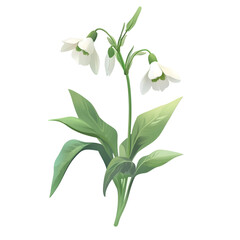 Realistic vector image of a delicate white snowdrop isolated on transparent background