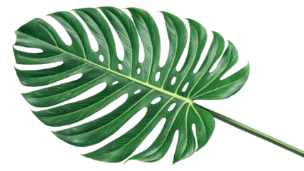 Close up view of a vibrant green monstera leaf with its unique fenestrations and stem detail shown fully png on transparent background