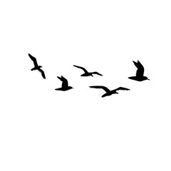 Seagull silhouette icon