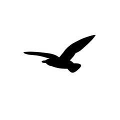 Seagull silhouette icon