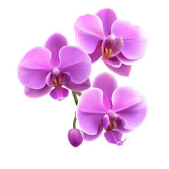 Realistic vector image of a purple orchid isolated on transparent background