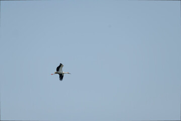 Oriental White Stork flying