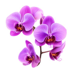 Realistic vector image of a vibrant purple orchid isolated on transparent background