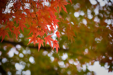 Japan Kanto Tokyo
