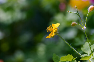 Close-up photo of yellow Japanese rose (Kerria japonica) flowers blooming in spring