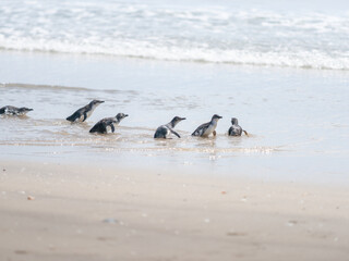 Little blue penguin splash and waddle into water at Mount Maunganui ocean beach
