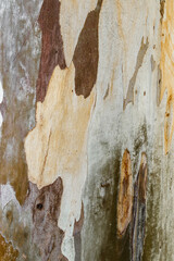 Detailed Natural Tree Bark Texture with Organic Cracks and Earthy Tones for Eco-Friendly Design and...