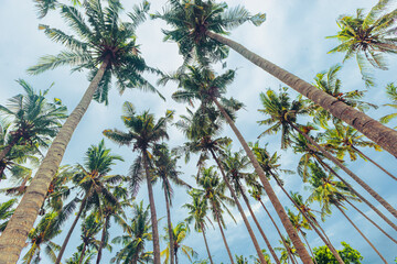 Tropical Palm bottom view as Nature pattern, Coconut Palm trees view from below with soft blue sky...