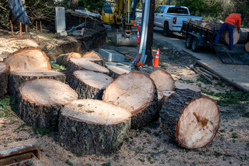 Workman loading Douglass fir tree cut down tree trunk rounds into a trailer to haul the wood away, commercial job to remove damaged tree from roadside
