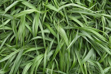 Obraz premium Close-up of a dense patch of vibrant green grass