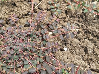 Prostrate spurge plant (Euphorbia prostrata) in outdoor garden 