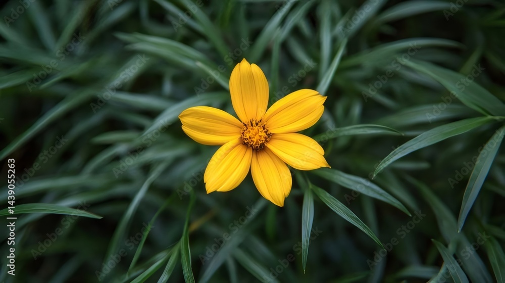 Aufkleber 鮮やかな黄色の花のクローズアップ 葉の背景に咲く花の有機的な静物画