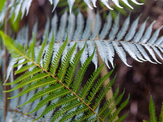 Green fern frond with silver fern defocused in background symbolizing diversity New Zealand. © Brian Scantlebury