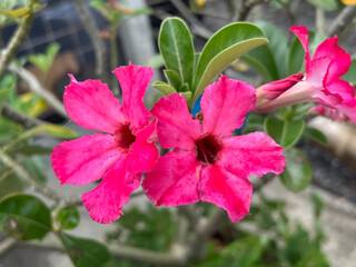 close up pink adenium obesum in nature garden