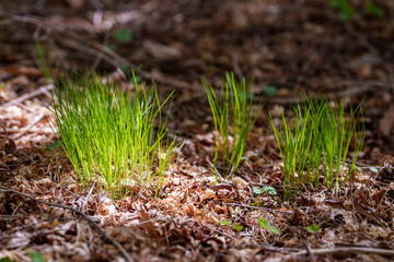 Close-up photo of cute, young green sprouts growing in a spring forest