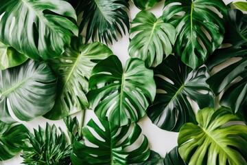 Tropical leaf arrangement on white background. Lush greenery, vibrant colors, and diverse leaf shapes create a natural design