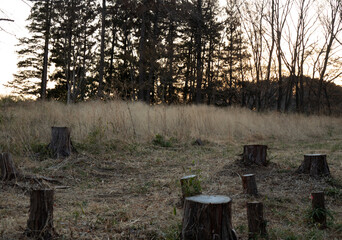 野原の切り株