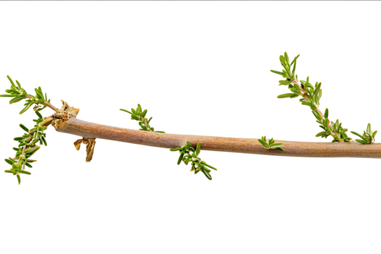 twig of rosemary isolated on white background photo front view variation high detail texture ultra detail midshot