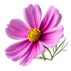 Pink Cosmos Flower Illustration