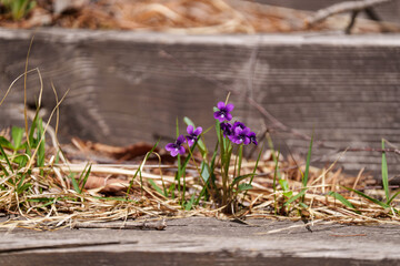Obraz premium Close-up photo of Violet (Viola mandshurica) flowers blooming on wooden stairs in spring