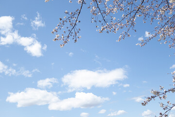 青空に浮かぶ桜