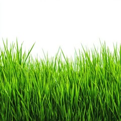 Fresh green grass blades isolated on white background image