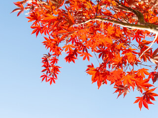 Bright red foliage in selective focus against blue sky