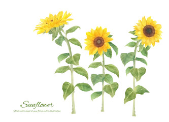 水彩で描いたひまわりの装飾フレーム