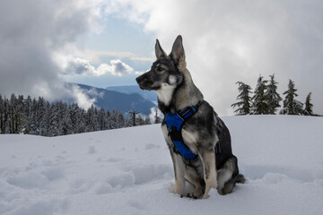 Snow-covered landscape features a dog wearing a harness sitting calmly against a backdrop of mountains and clouds in winter