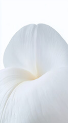 close up of delicate white flower petal, showcasing its smooth texture and subtle curves against soft white background. image evokes sense of tranquility and purity