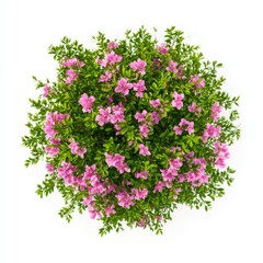Pink azalea bush floral top view isolated on white background