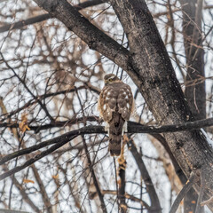 A Eurasian sparrowhawk perched on a branch of a tree outdoors.
