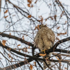 A Eurasian sparrowhawk perched on a branch of a tree outdoors.