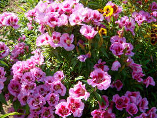 Vibrant petunia flowers in full bloom showcasing colorful petals in a garden setting 
