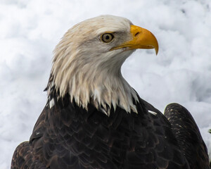 Majestic bald eagle perched against a snowy backdrop captures attention in nature's beauty