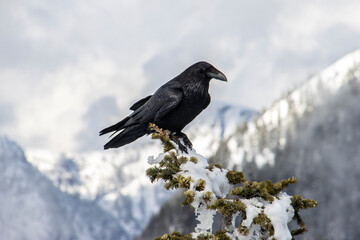 Raven perched on a snowy branch with mountains in the background during winter