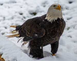 Majestic bald eagle standing in fresh snow, showcasing its stunning plumage and fierce eyes in a winter landscape
