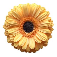Golden Gerbera Daisy Flower Image