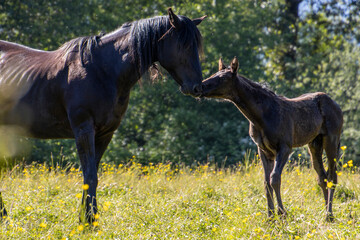 Fototapeta premium Mother horse and foal share an affectionate moment in a sunny field surrounded by wildflowers