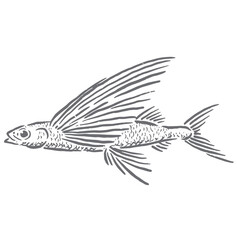 flying fish sea vector illustration sketch